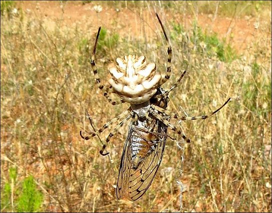 Argiope lobata et Tettigia 1