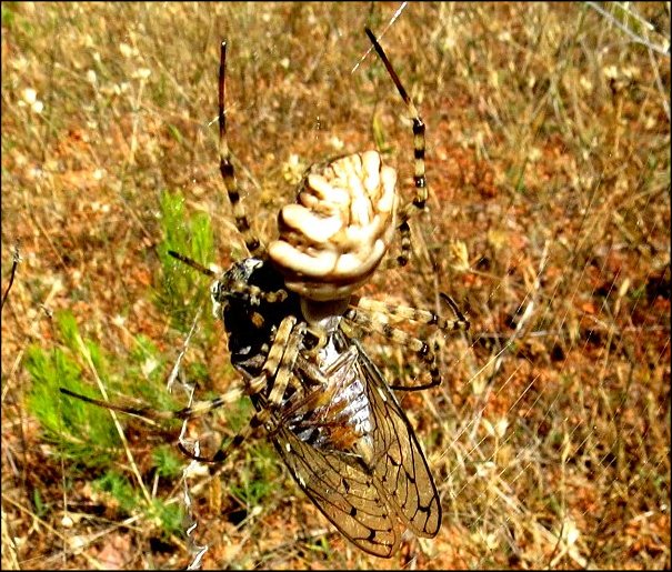 Argiope lobata et Tettigia 2