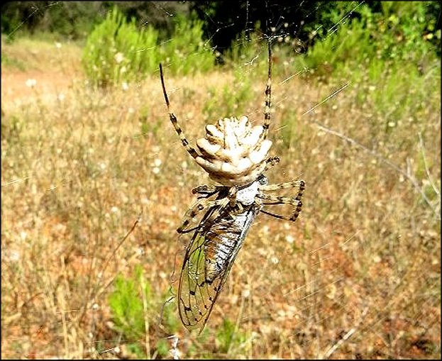 Argiope lobata et Tettigia 3