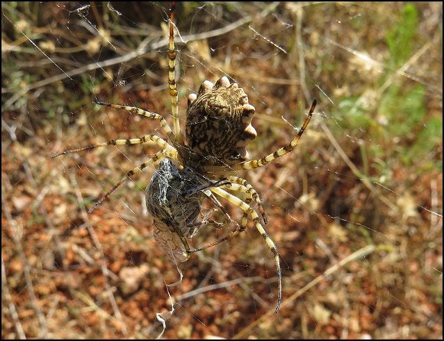 Argiope lobataet Tettigia 4