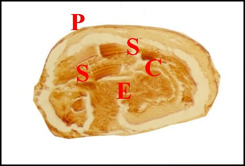 Bulbe spermatophore