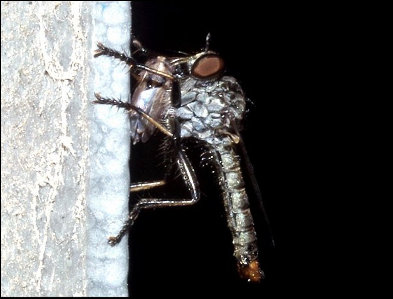 Cerdistus erythruroides