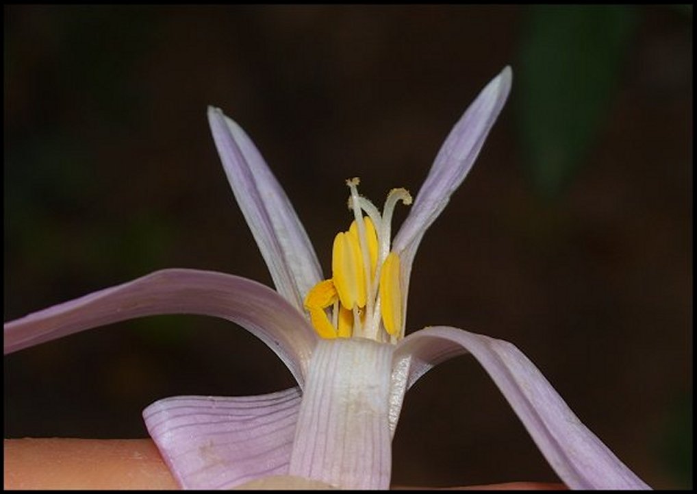 Colchicum neapolitanum 15