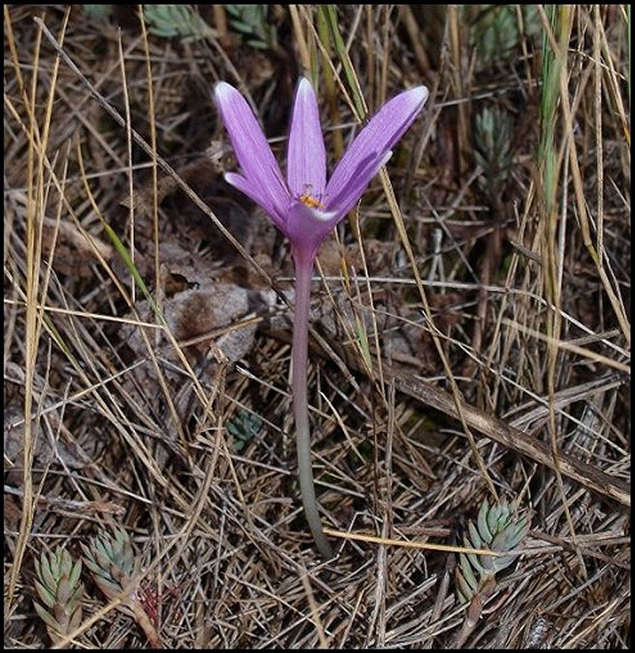 Colchicum neapolitanum 2