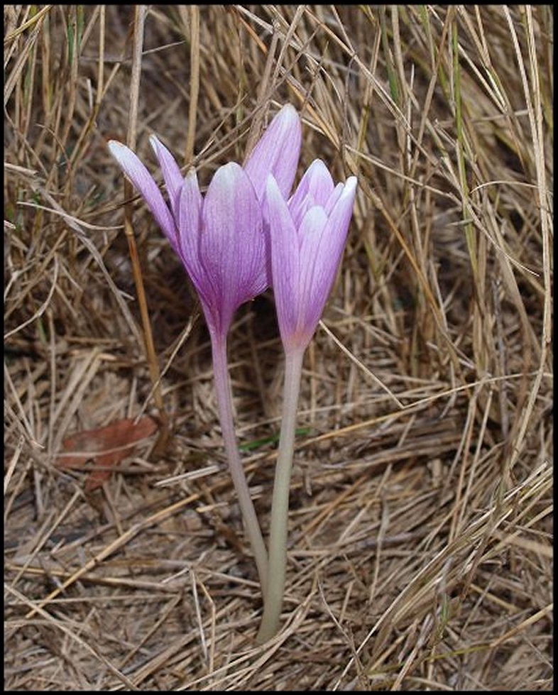 Colchicum neapolitanum 3