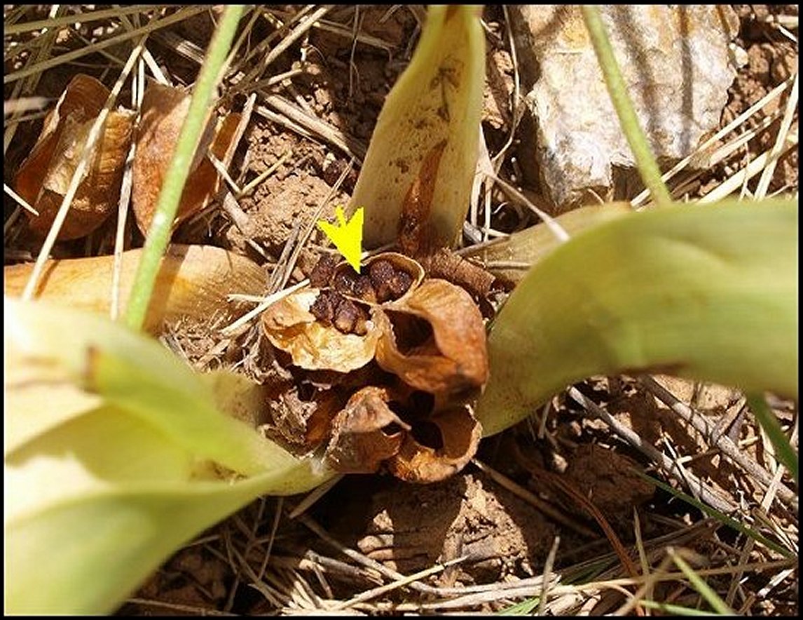 Colchicum neapolitanum 30