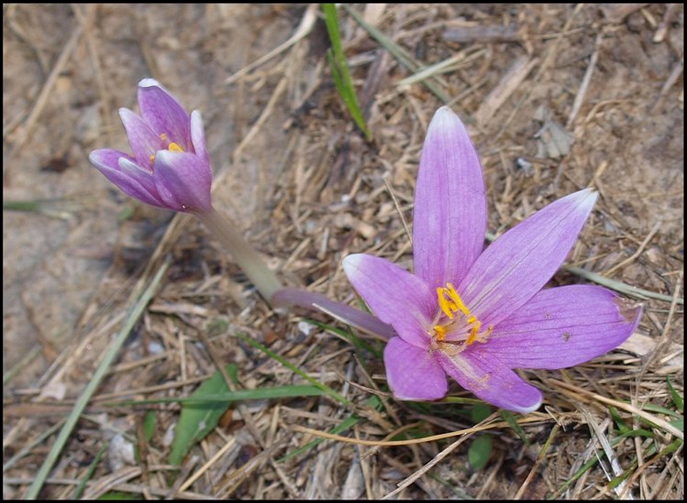 Colchicum neapolitanum 5