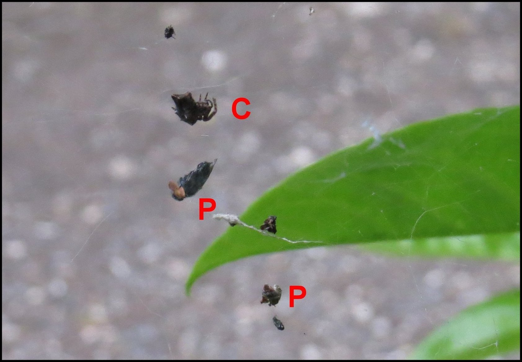 Cyrtophora jardin 2024 7