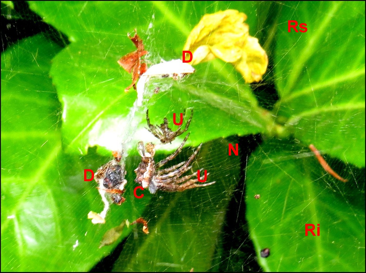 Cyrtophora jardin 2024 9