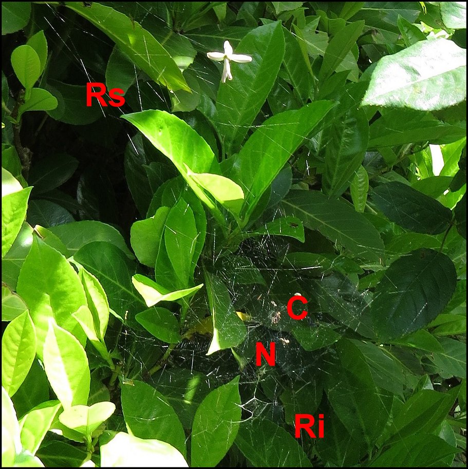 Cyrtophora jardin 2024 a