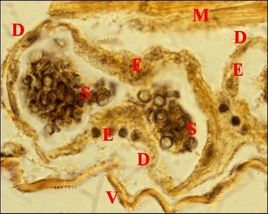 Déférent Ochyrocera