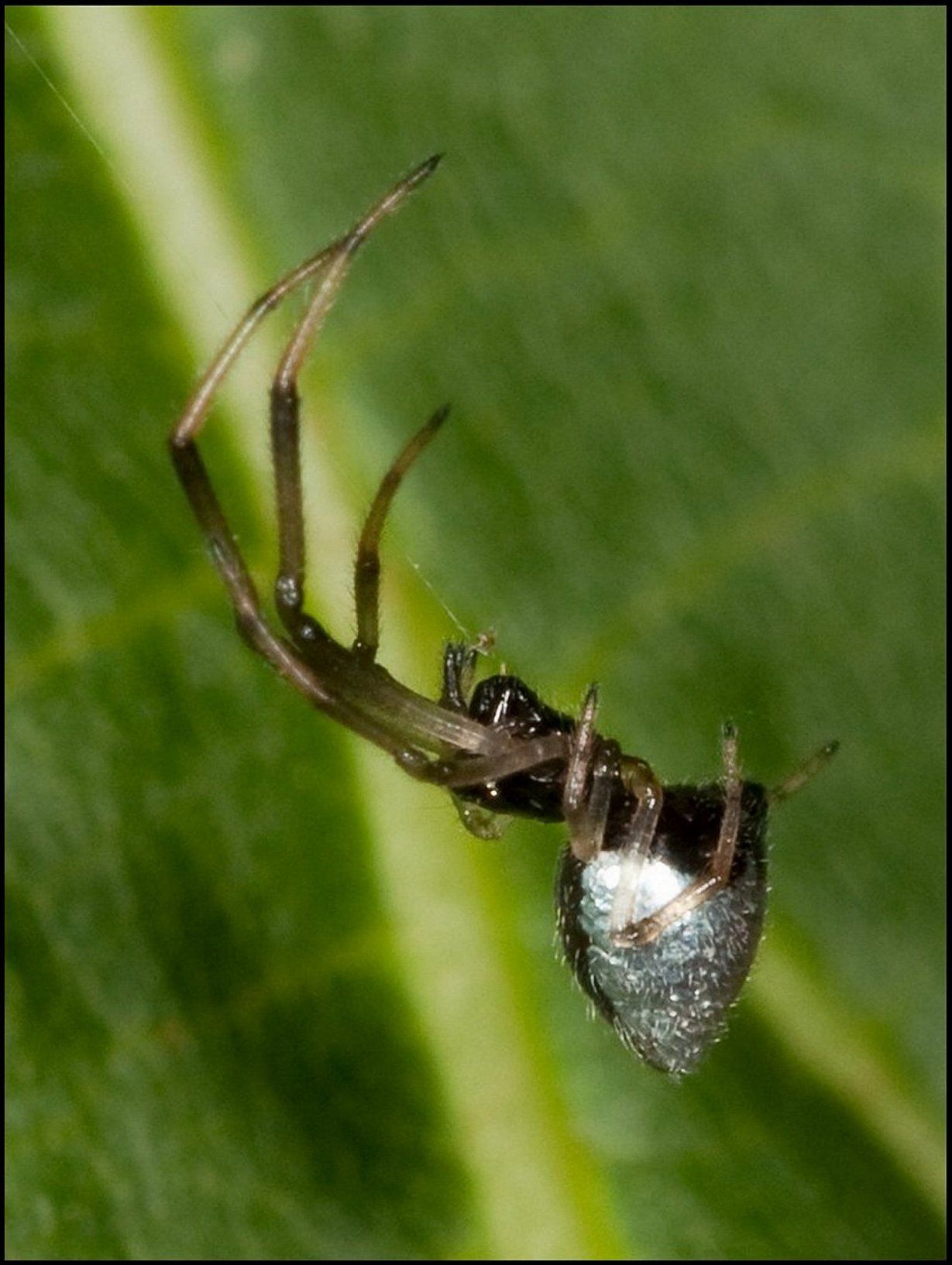 Fig.56 - Argyrodes