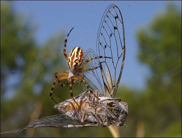 Neoscona a&diantum et Tettigia 3