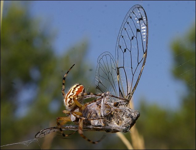 Neoscona adiantum et Tettigia 5