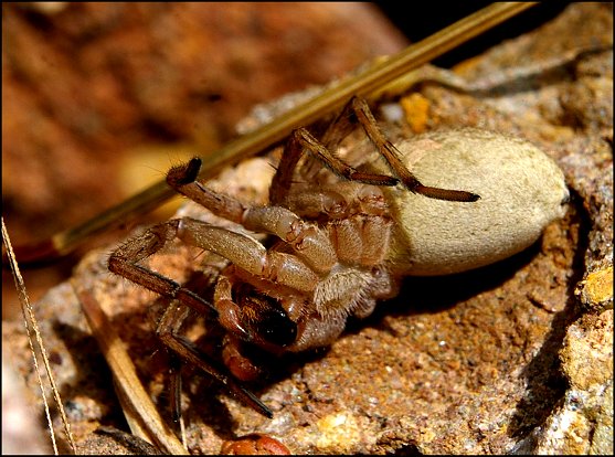 Proie de Dicyrtomus