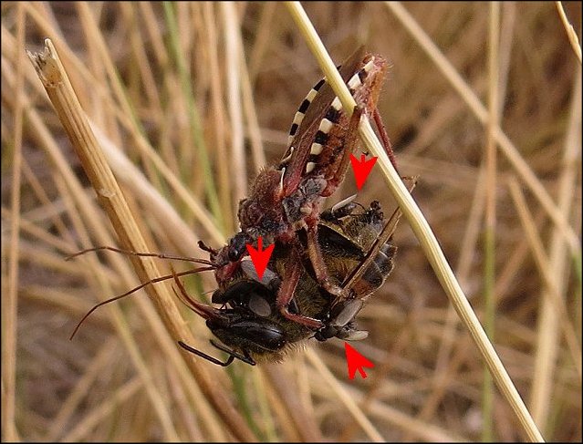 Rhynocoris erythropus 17