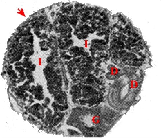 Spermatophore Telema abdomen