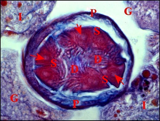 Telema spermathèque spermatophore 2